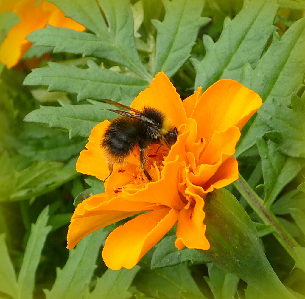 Fluffy Little Bee  by wendyfrost
