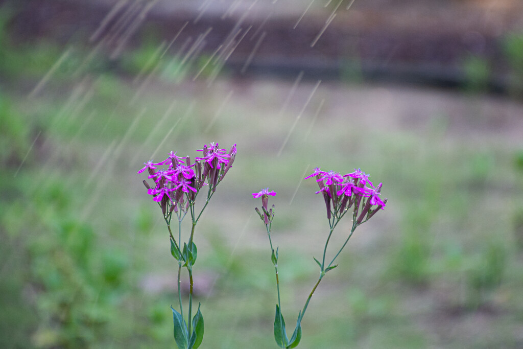 Getting a shower... by thewatersphotos