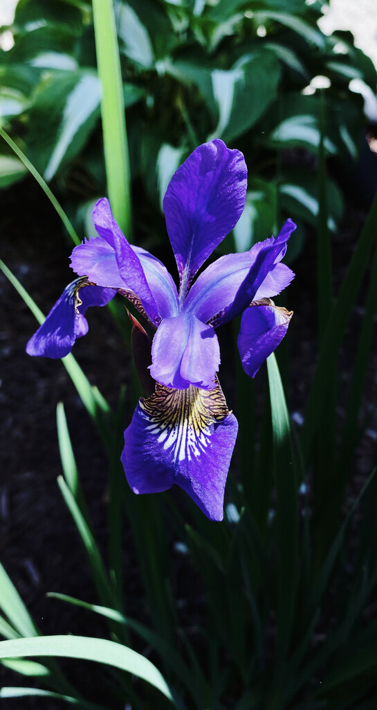 Day 152: Iris by sheilalorson