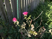 1st Jun 2023 - Knock Off Pink Rose bush