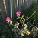 Knock Off Pink Rose bush by pej76