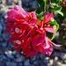 Jun 2 Bougainvillea close to sunset by sandlily