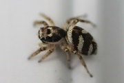 1st Jun 2023 - Zebra Jumping Spider (Salticus scenicus)
