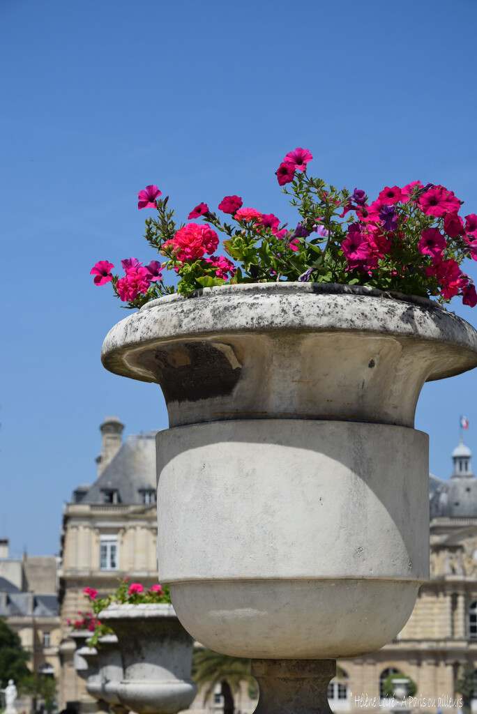 vases at the Luxembourg garden by parisouailleurs