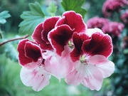3rd Jun 2023 - Geranium blooms