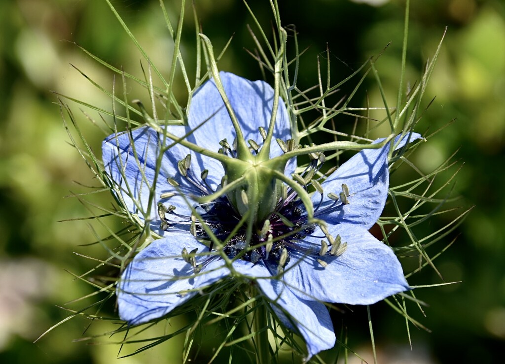 Love in a mist 3 by wakelys