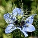 Love in a mist 3
