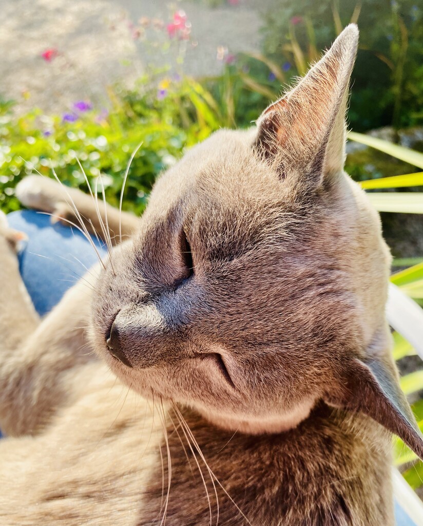 Contented cat by lizgooster