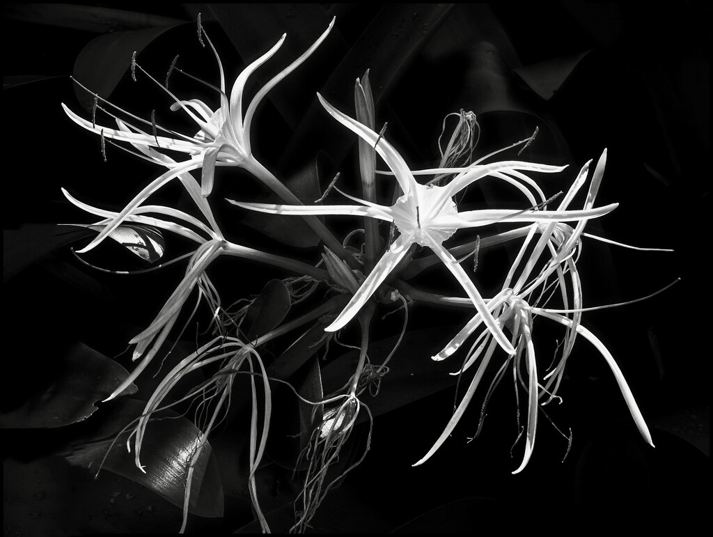 Spider Lily by cocokinetic