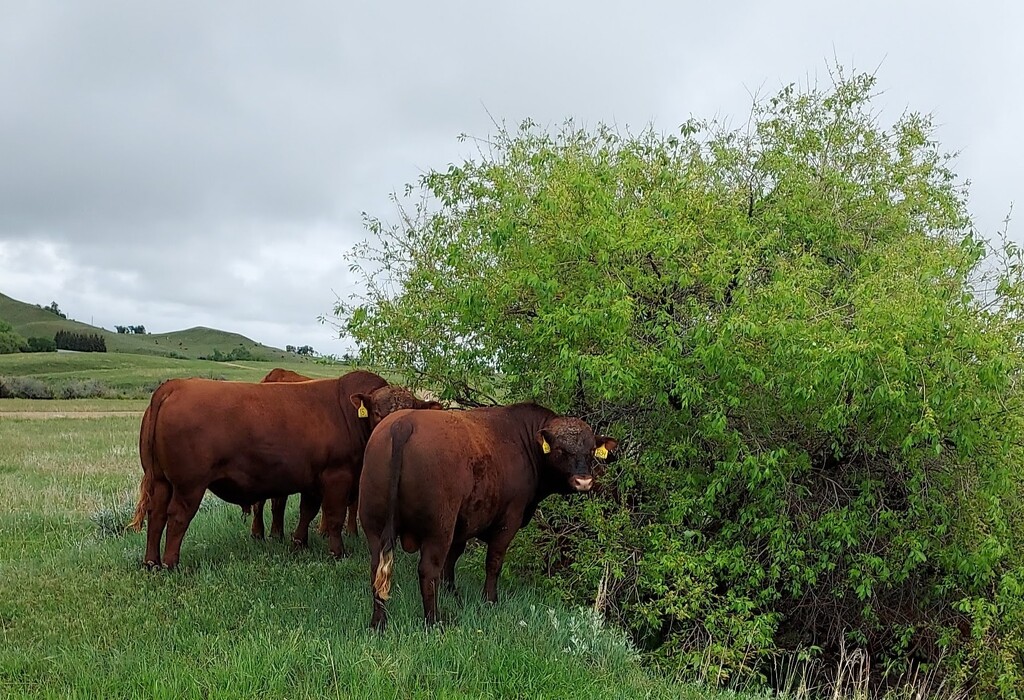 Cows by stownsend