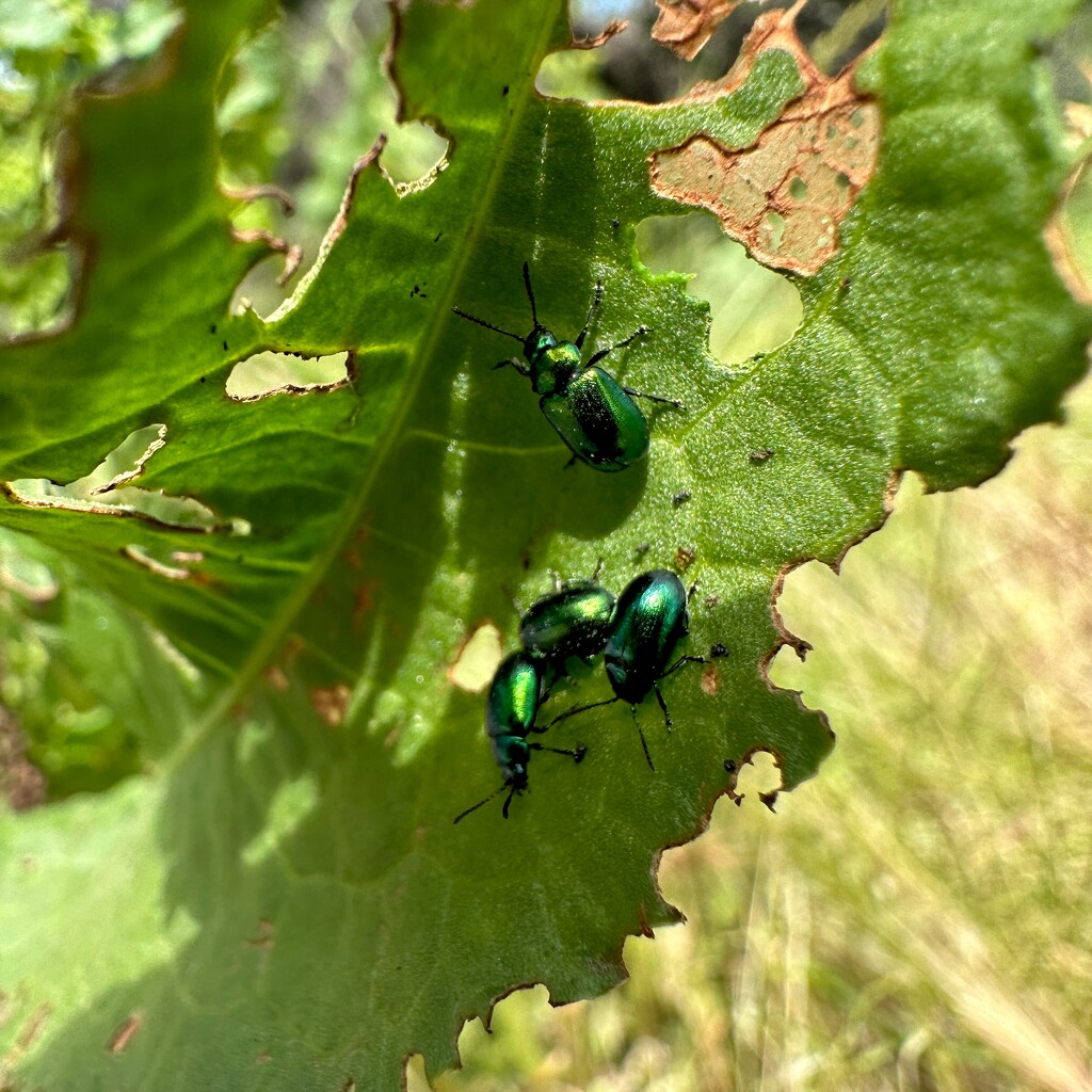 4 Beetles by shutterbug49