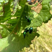 3rd Jun 2023 - 4 Beetles