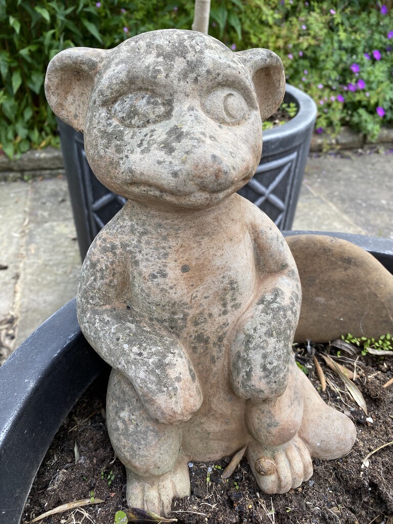 Stone meerkat by maggiej