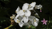 3rd Jun 2023 - Libertia grandiflora
