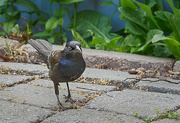 1st Jun 2023 - Conflicted Grackle