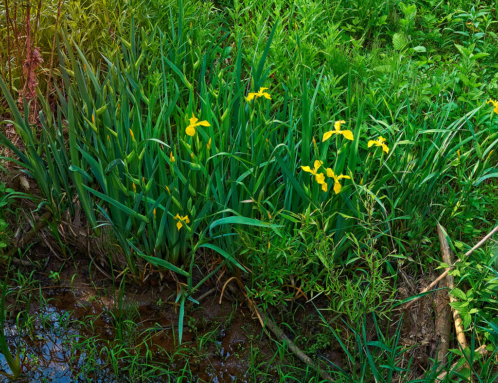 Yellow Flag Iris by gardencat