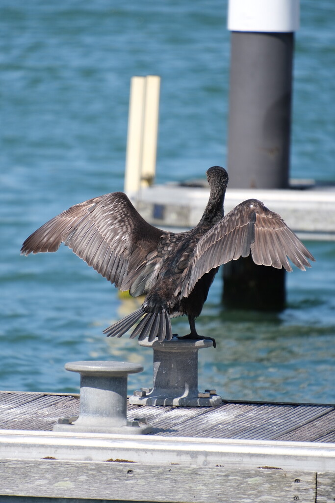 Cormorant sunning his wings  by robboconnor