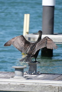 20th May 2023 - Cormorant sunning his wings 
