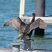Cormorant sunning his wings  by robboconnor