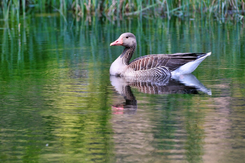 Greylag goose by okvalle