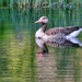 Greylag goose by okvalle