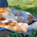 A very relaxed Misty by samcat