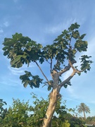 3rd Jun 2023 - Fig Tree