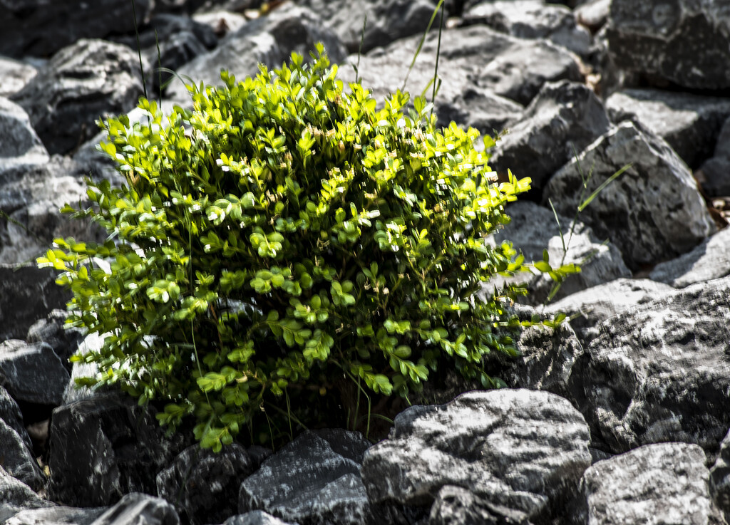 bush and stone by darchibald