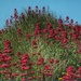 Red Valerian (Centranthus Ruber) by craftymeg