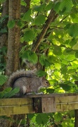 29th May 2023 - The Squirrel