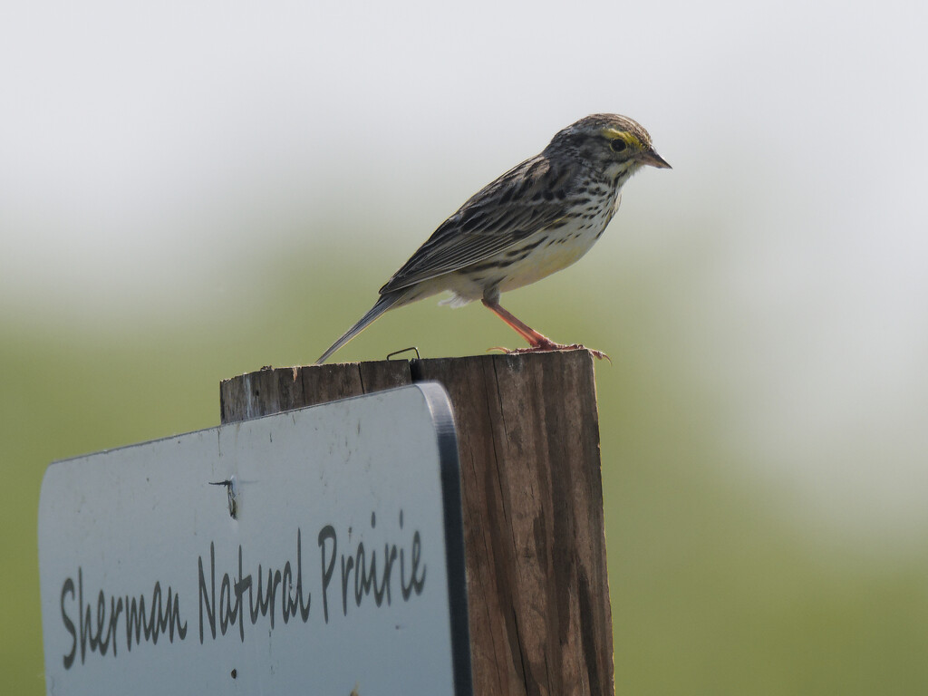savannah sparrow overlooking the Sherman Natural Prairie by rminer