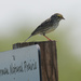 savannah sparrow overlooking the Sherman Natural Prairie by rminer