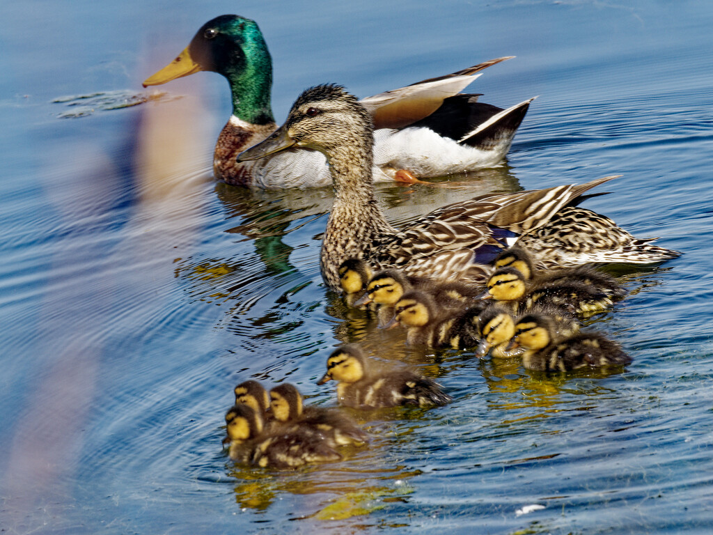 mallard family with ducklings by rminer