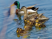 3rd Jun 2023 - mallard family with ducklings