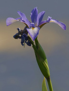 3rd Jun 2023 - southern blue flag iris