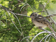 3rd Jun 2023 - female house sparrow