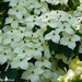 Kousa Dogwood