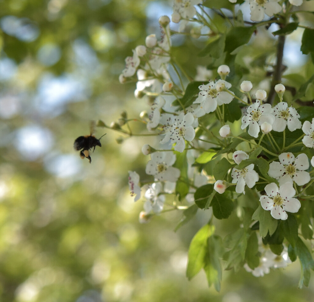 Bees in the Trees by clearlightskies