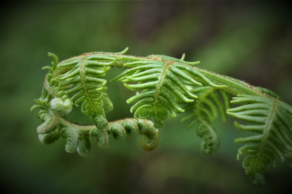 The ferns are still busy unfurling by anitaw