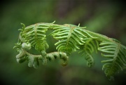 30th May 2023 - The ferns are still busy unfurling