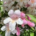 Beauty Bush