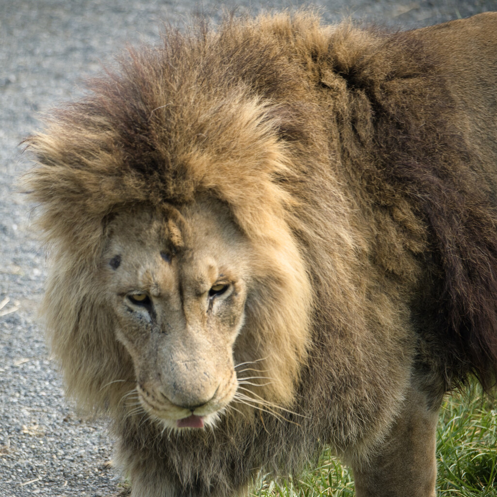 Lion by dkbarnett