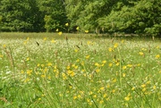 3rd Jun 2023 - Still enjoying all the wild flowers in the grasses