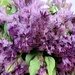 Lilac Bush by stownsend