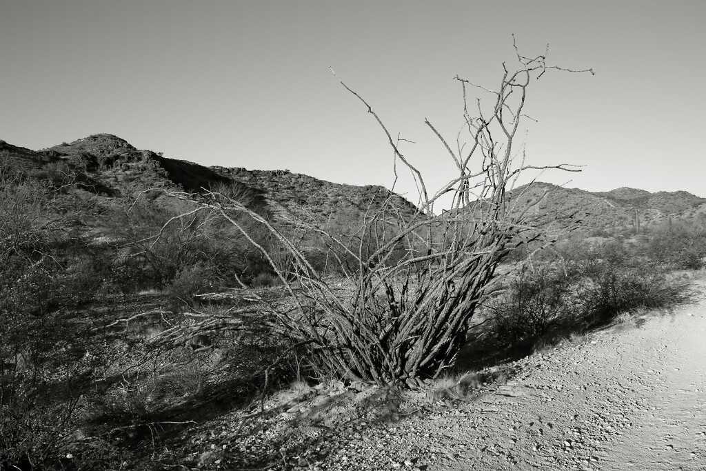 desert scene by blueberry1222