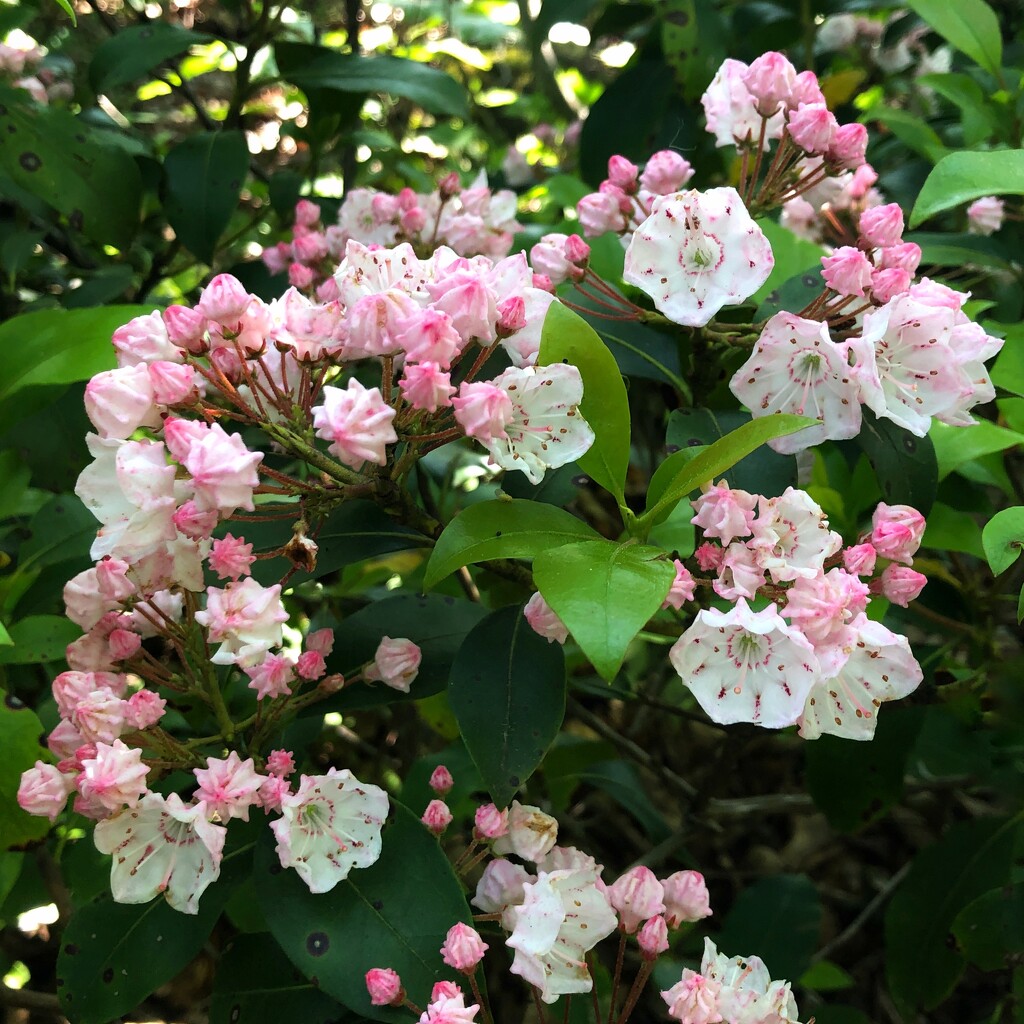 Mountain Laurel by lsquared