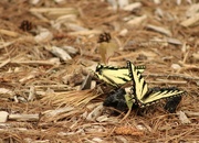 3rd Jun 2023 - Eastern swallowtail butterflies on scat