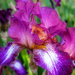 Presby Iris by pdulis