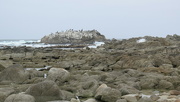 3rd Jun 2023 - Pelican Rock