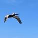 Soaring
